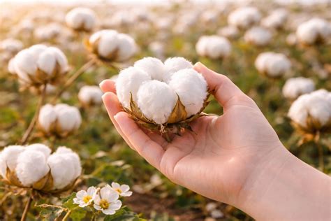 Merino Sheep Distinctive Markings & Characteristics in Luxury Knitwear