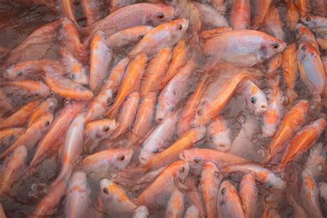 What Is Farm Raised Fish? Complete Guide - Yellowflesh.com