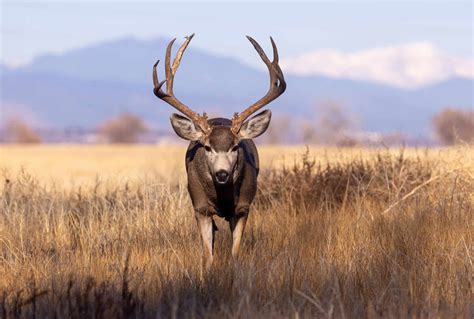 Why Bucks Go Wild During Fall in Colorado - A-Z Animals
