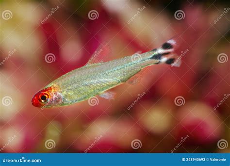 Rummy-nose Tetra, Tender Dwarf Ornamental Blackwater Characin Fish ...