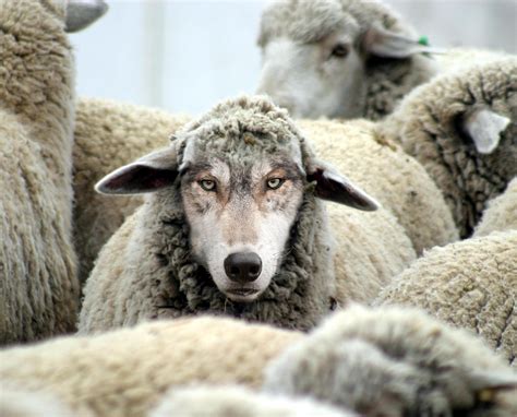 S Sheep In Wolves Clothing Quotes. QuotesGram