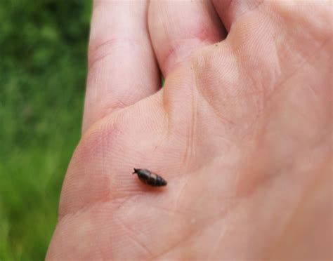 Liver Fluke | Diseases & Solutions | Farm Health First