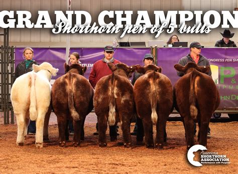 American Shorthorn Association | Shorthorn cattle in 1933. | Instagram