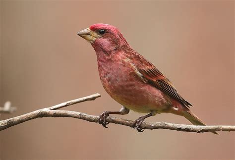 List of U.S. state birds | Species, Britannica, & Facts | Britannica