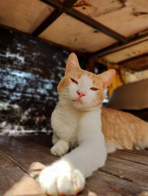 Do your cats sleep all day too? : r/CatsBeingCats