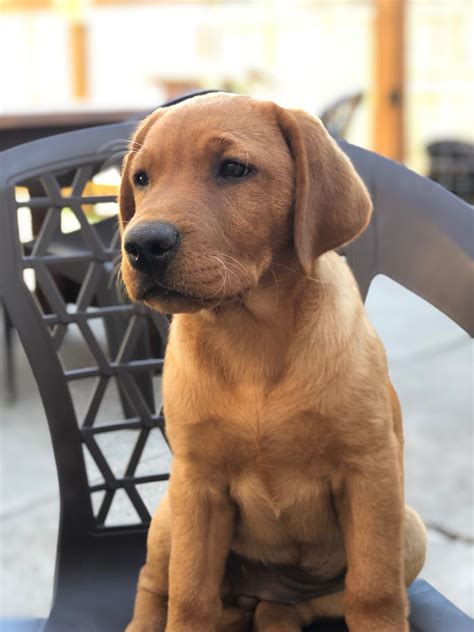 Red fox labrador puppies – Artofit