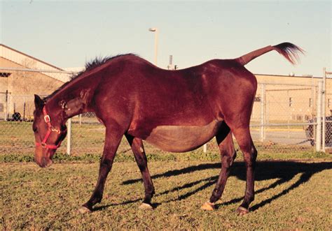 Horse Pregnancy Stages