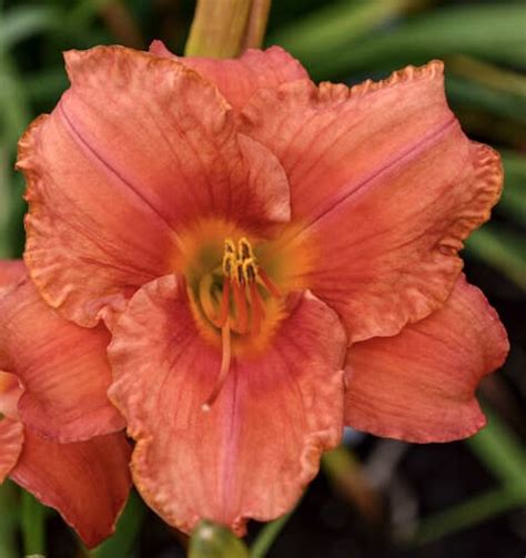 SOUTH SEAS - Keast Daylily Gardens
