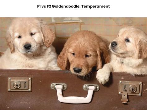 F1 vs F2 Goldendoodles: A Comparison of the Two Generations - Awesome ...