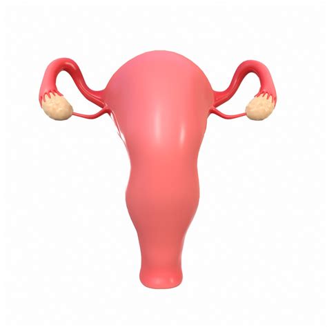 Female reproductive model - TurboSquid 1565384