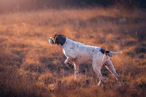4 German Shorthaired Pointer Colors + Color Combinations