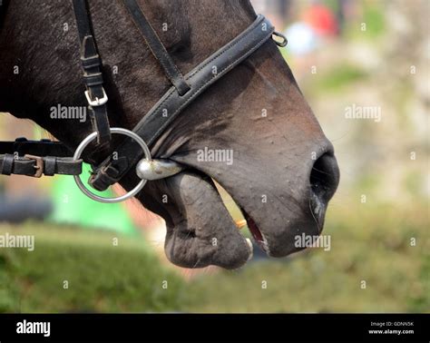 How To Put A Snaffle Bit In A Horse's Mouth at Victor Easley blog