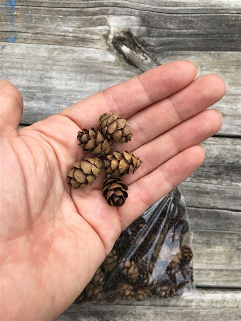 Hemlock Pine Cones for Crafting, Wreaths, and Art (2oz) - Etsy
