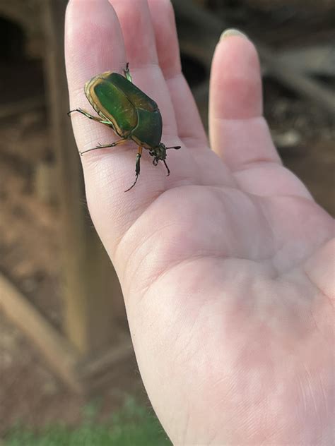 green june bug? or is it something else (north ga area) : r/Entomology