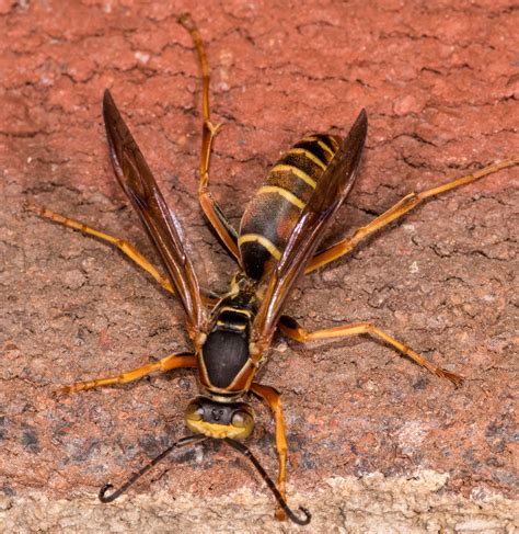 About Northern Paper Wasp - Maryland Biodiversity Project