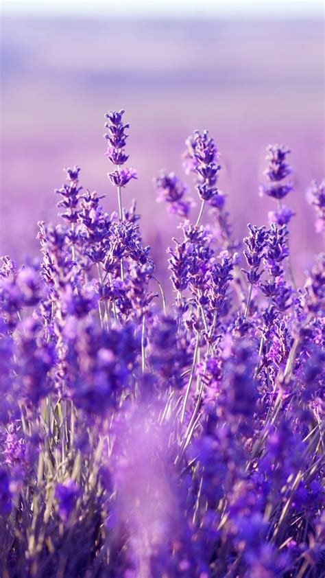 Lavender Aesthetic Wallpapers - Wallpaper Cave