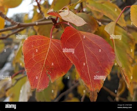 black cottonwood (Populus trichocarpa Stock Photo - Alamy