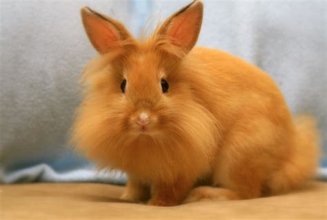 All You Need To Know About The Lionhead Rabbit | Pets Nurturing