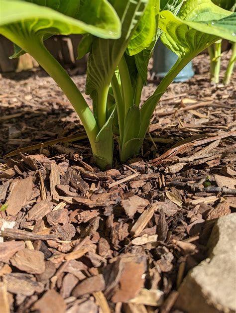 Mulching Flower Beds: Tips and Tricks | Best Mulch for Flowers | Bulb Blog