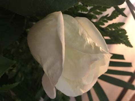 JAY CHAPEL FUNERAL DIRECTORS - Updated January 2026 - 19 Photos - 1121 ...