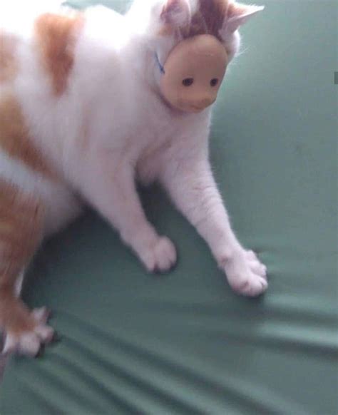 Cursed Cats on Tumblr