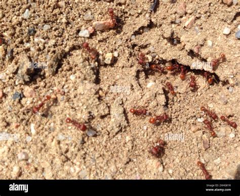 Western Harvester Ant (Pogonomyrmex occidentalis Stock Photo - Alamy