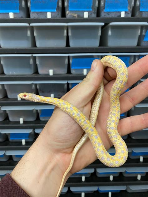 Albino Het Granite Checkered Garter Garter Snake by Exotics Unlimited ...