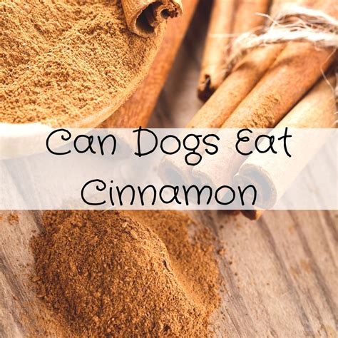Can Dogs Eat Cinnamon