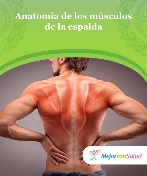 Anatomía de los músculos de la espalda | Musculos, Ejercicios ...