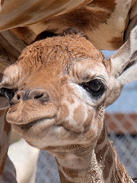 Down Syndrome Giraffe