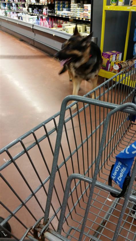 Do Walmart Allow Dogs at Randall Maupin blog