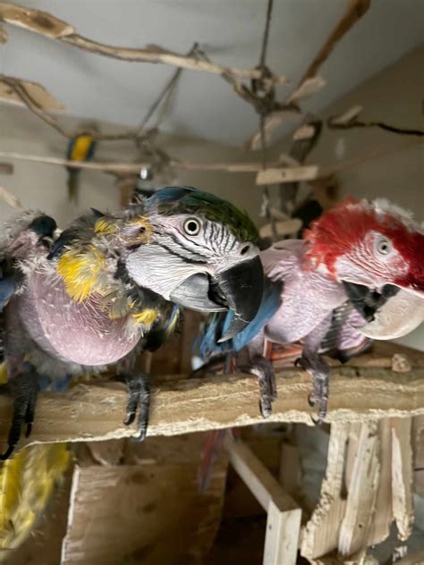 Heidi Fleiss Once Ran the Most Notorious Prostitution Ring in L.A. Now ...