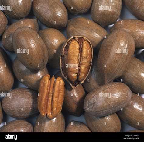 Pecan nuts in shells with two opened to show the edible nut Stock Photo ...