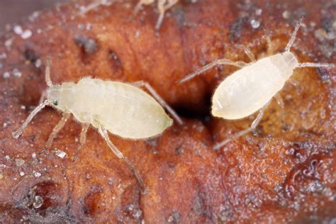 Root Aphid Eggs