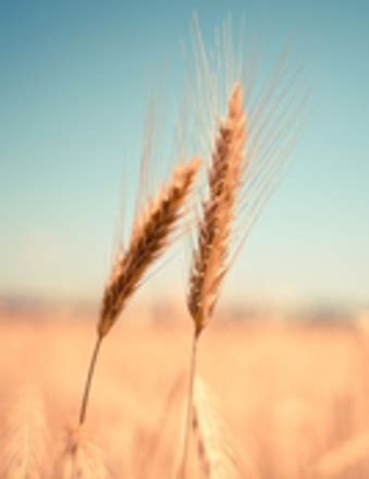 Herbert A Staley Obituary - 2024 - Rortvedt Funeral Services & Crematory