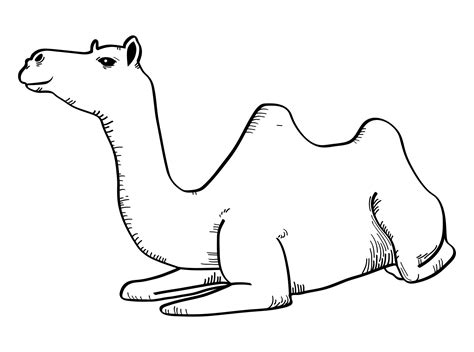 Desert Animals Coloring Sheet