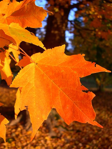 Download Beautiful Fall Autumn Leaves Pictures | Wallpapers.com