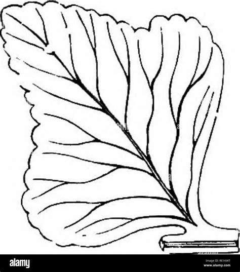 . A manual of botany. Botany. Fig. 119.. Fig. 116. Leaf showing the ...