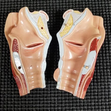 Voice Box Diagram | Quizlet