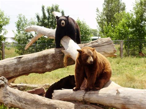Life at 55 mph: Bear Country USA in Rapid City, South Dakota - a drive ...