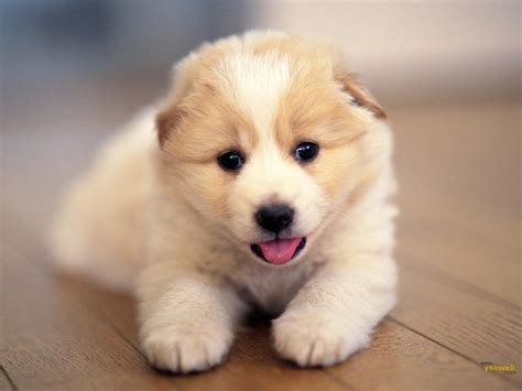 🔥 [115+] Cute Puppy Pictures For Wallpapers | WallpaperSafari