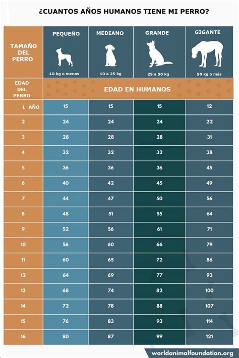 Relación entre la edad del perro y la edad humana