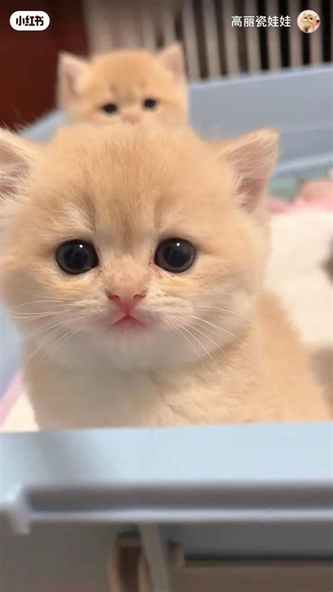 Pin by Cat Valley on Cute Cats | Cute animal photos, Cute baby cats ...