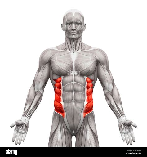 Oblique muscle hi-res stock photography and images - Alamy