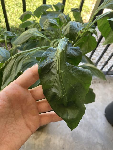 Why are my bell pepper leaves curling in so much? The stem and leaves ...