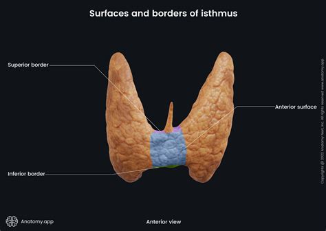 Thyroid gland | Anatomy.app