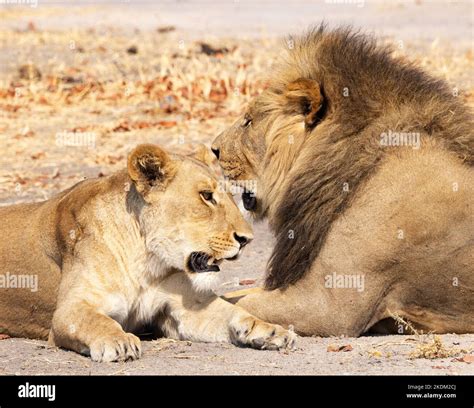 Lion, male and female pair, Panthera leo, Moremi Game Reserve, Okavango ...