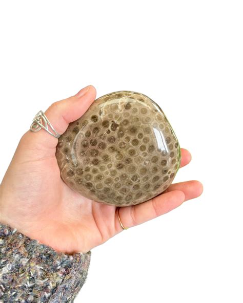 High Quality Polished Petoskey Stone - A1 - Grandpa Shorter's Gifts
