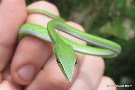 Green Grass Snake