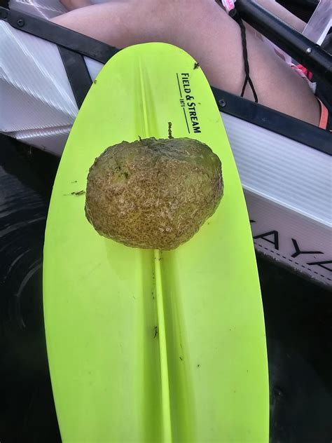 What is this thing? : r/biology